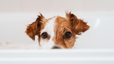 How Often Should You Bathe Your Dog? Finding the Right Grooming Routine