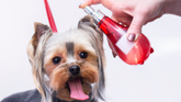 Can You Use Human Perfume on Dogs? What Pet Parents Should Know