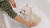 How to Use a Dog Scrub Brush for a Better Bath Time Routine