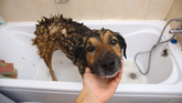 Why a Dog Grooming Bundle Could Be the Better Choice for Your Pet