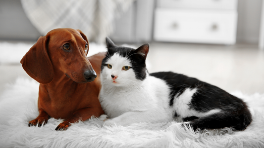 Finding Your Pet’s Signature Scent: A Guide to Pet Fragrance