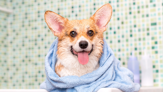 The Missing Step in Most Dog Bath Routines