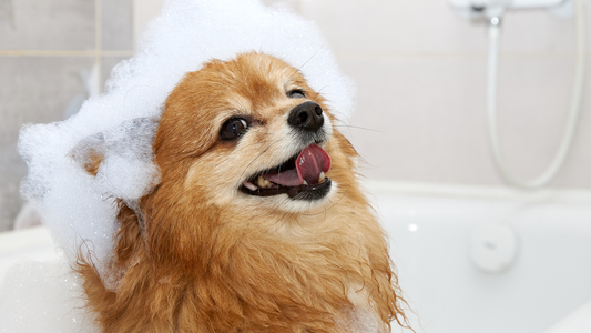 A Vet’s Guide to Healthy Skin and Coat Maintenance at Home