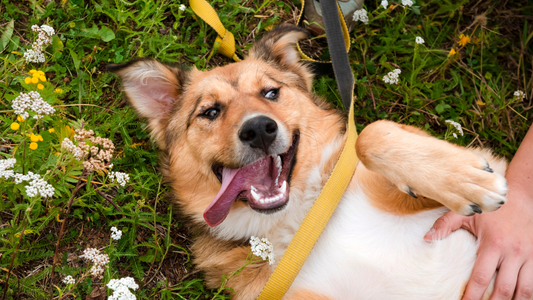 Why Your Dog’s Scent Matters More Than You Think