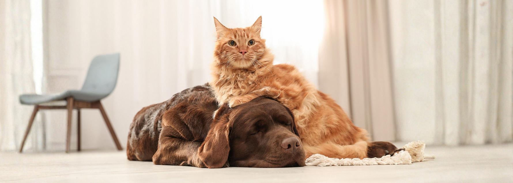 How to Find Your Pet’s Signature Scent