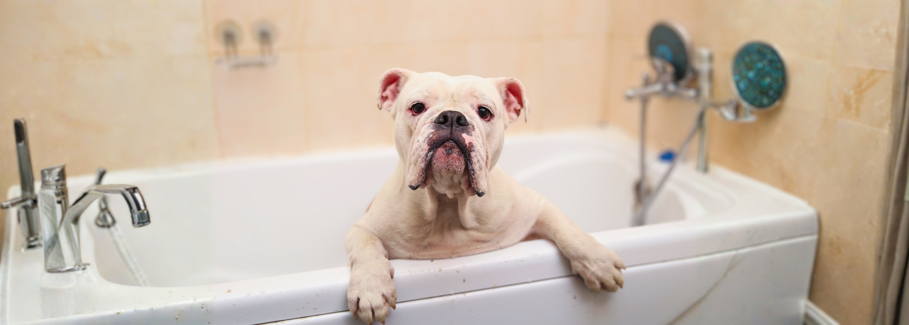 The Missing Step in Most Dog Bath Routines