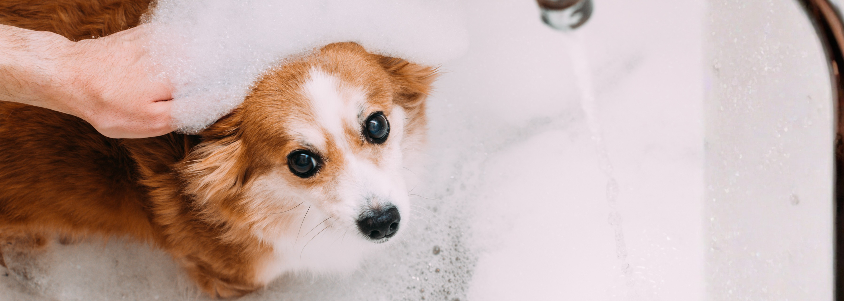 A Vet’s Guide to Healthy Skin and Coat Maintenance at Home