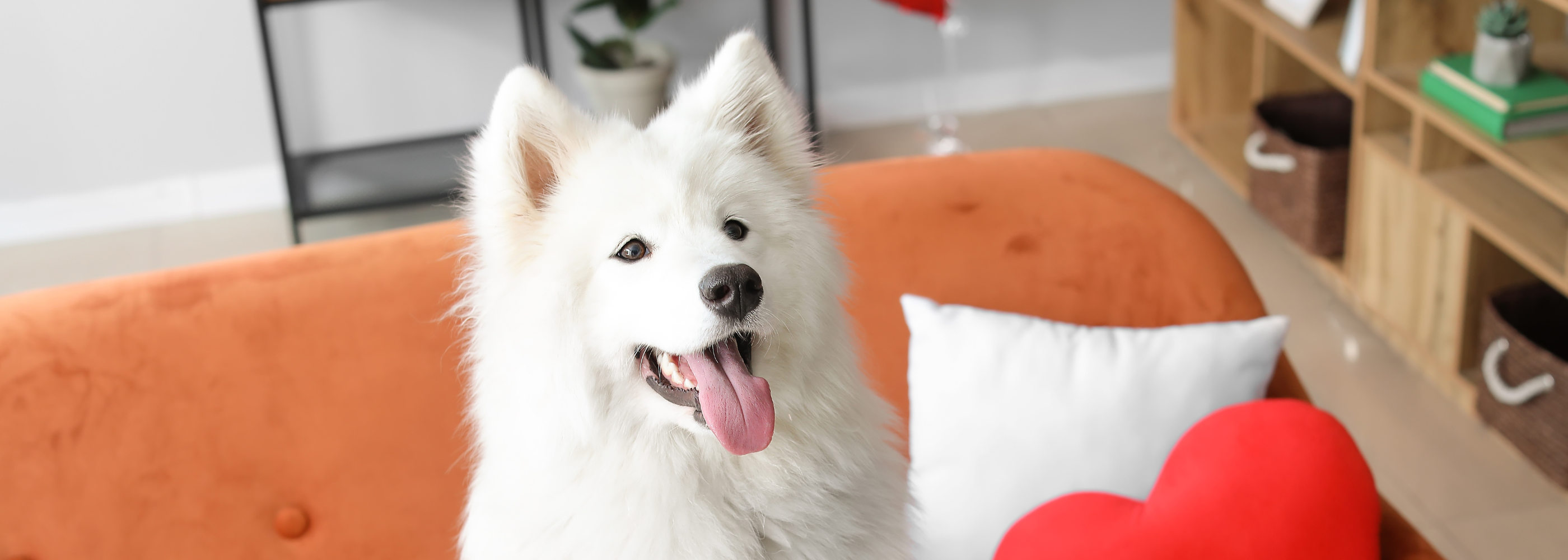 Why Your Dog’s Scent Matters More Than You Think
