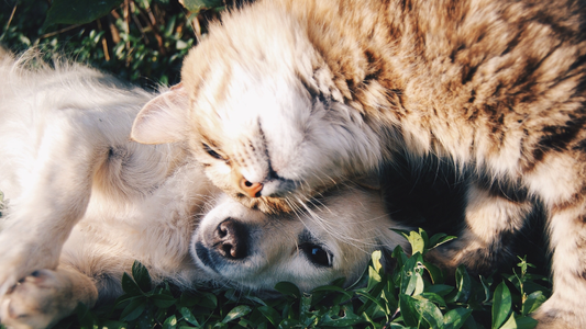 Is Pet Fragrance Safe for Dogs and Cats?