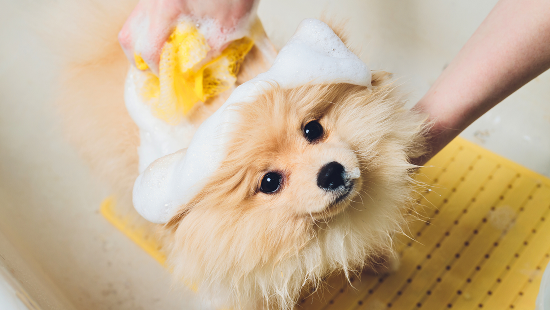 How to Choose a Dog Shampoo for a Healthy-Looking, Soft Coat