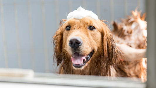 Why a Dog Massage Scrub Brush Can Transform Bath Time
