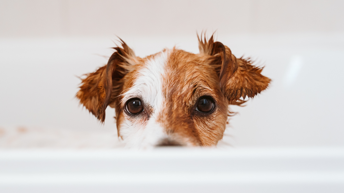 How Often Should You Bathe Your Dog? Finding the Right Grooming Routine