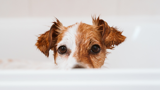 How Often Should You Bathe Your Dog? Finding the Right Grooming Routine