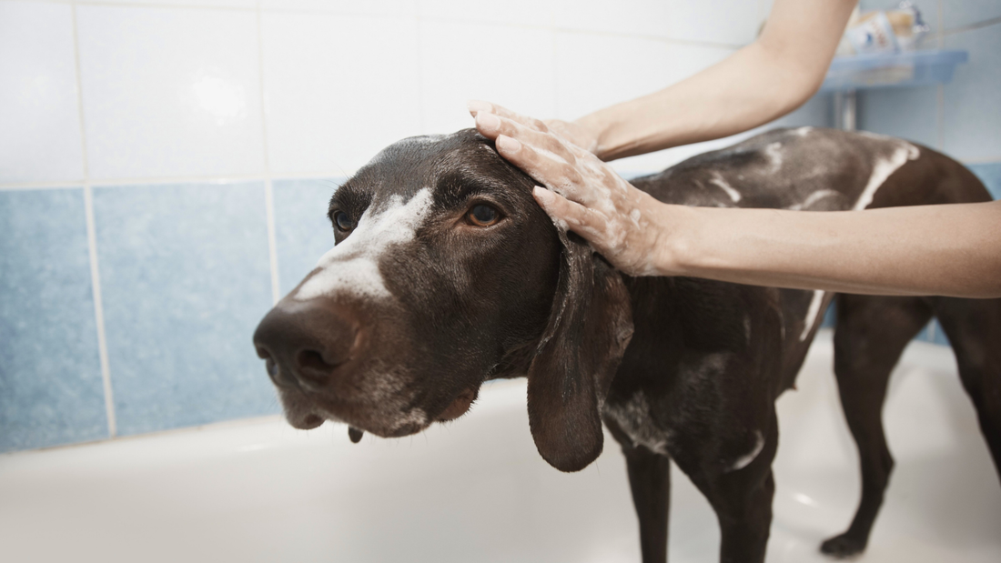 What to Look for in a Dog Shampoo: 7 Things That Matter