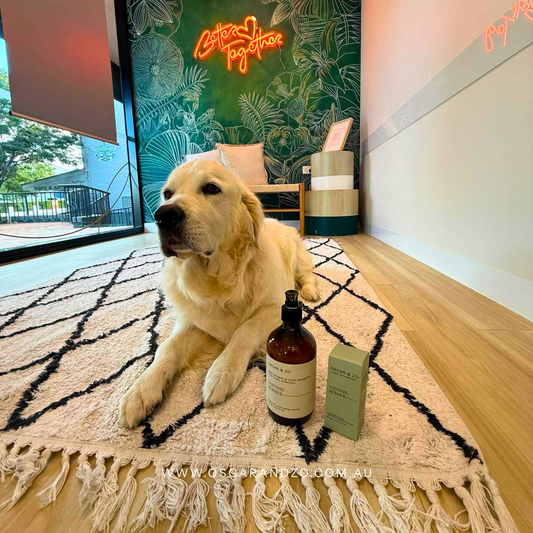 Pet shampoo and alcohol-free fragrance set for dogs and cats