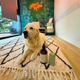 Pet shampoo and alcohol-free fragrance set for dogs and cats