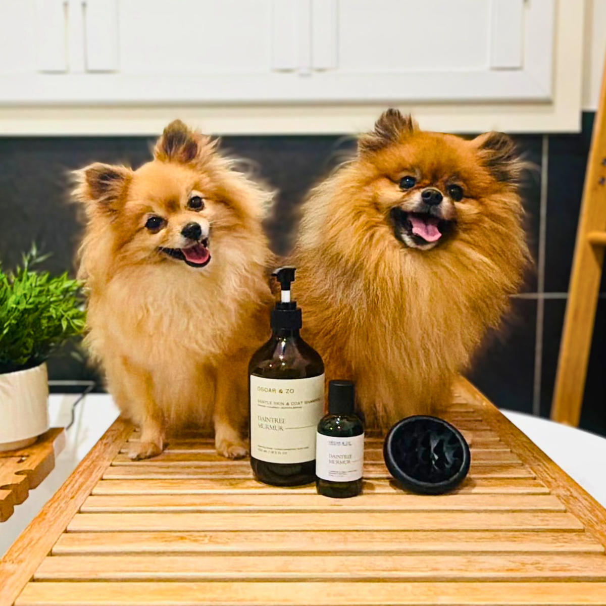 Complete pet grooming set suitable for dogs and cats