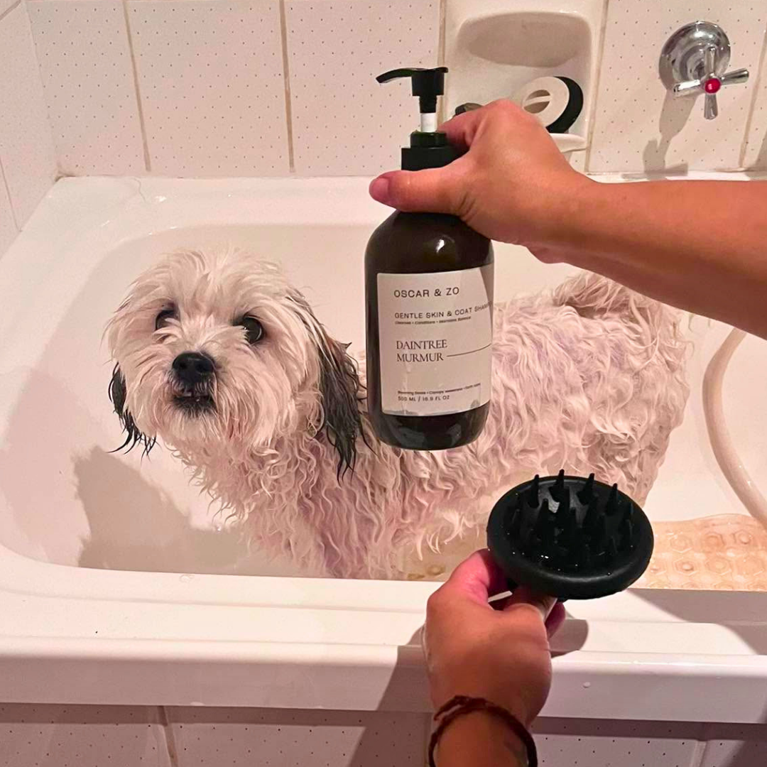 Skin & Coat Shampoo and bath brush for dogs and cats