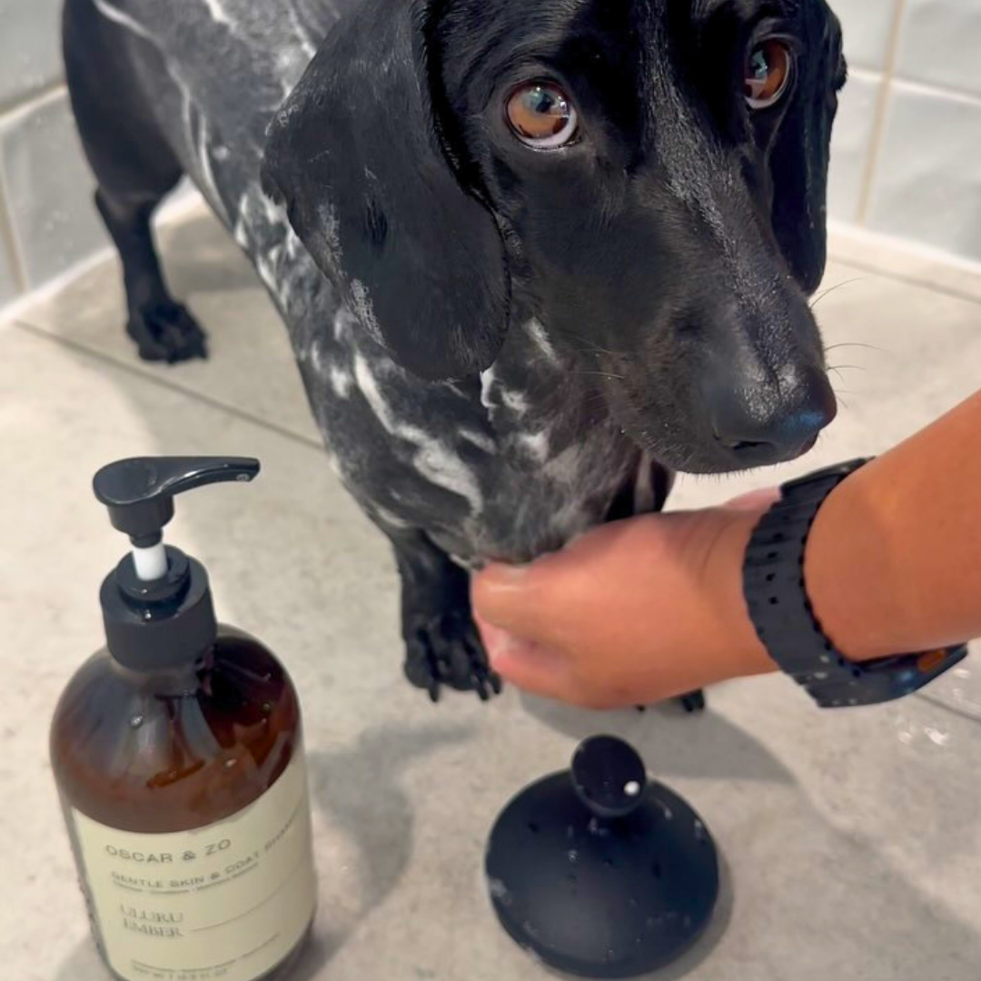 Oscar & Zo Skin & Coat Shampoo, Pet Fragrance and silicone brush