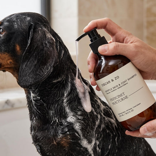 Dog or cat coat washed with Freycinet Nocturne pet shampoo
